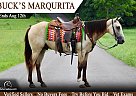 Tennessee Walking - Horse for Sale in Tompkinsville, KY 42167