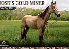 Tennessee Walking - Horse for Sale in Bowling Green, KY 42103