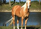 Quarter Horse - Horse for Sale in Thebarton, SA 5031
