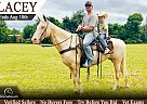 Tennessee Walking - Horse for Sale in Unionville, TN 37180
