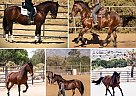 Friesian - Horse for Sale in Pearblossom, CA 93553 Friesian - Horse for Sale in Pearblossom, CA 93553
