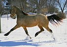 Friesian - Horse for Sale in Anderson, OH 45255 Friesian - Horse for Sale in Anderson, OH 45255