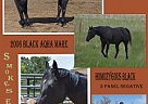 Gorgeous Homozgysous Black Quart... Quarter Horse Mare