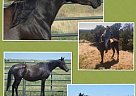 Gorgeous, Nv Beau Bey Bred, Homo... Arabian Mare