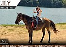 Quarter Horse - Horse for Sale in Unionville, TN 37180