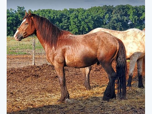 Gypsy/Draft Appy LP Stud Colt