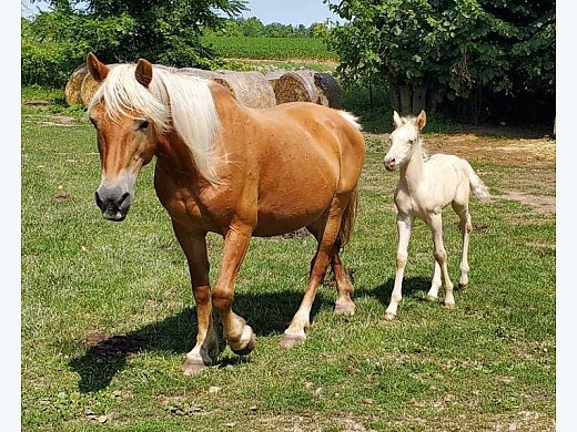 Haflinger & Amercreamdraft Colt