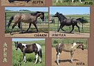 Herd Reduction - All Homozygous ... Paint Mare