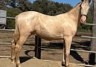 Andalusian - Horse for Sale in SAN LUIS OBISPO, CA 93420