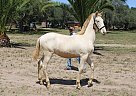Andalusian - Horse for Sale in SAN LUIS OBISPO, CA 93420