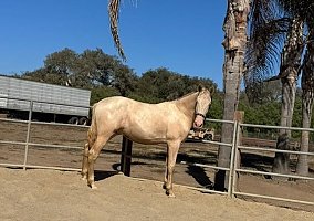 Andalusian / PRE