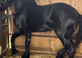 Friesian (Friesian, Stallion) in Vacaville, CA