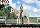 Quarter Pony - Horse for Sale in Woodburn, KY 42170