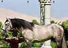 Andalusian - Horse for Sale in , CA 93308