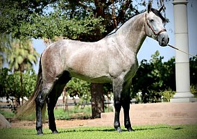 Andalusian / PRE (Andalusian / PRE, Stallion) in CA