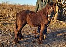 Gypsy Vanner - Horse for Sale in Hillsdale, MI 49242