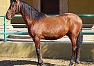 Andalusian - Horse for Sale in Canyon Country, CA 91387