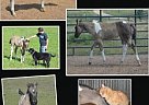 Quality, Big, Thick, Homozygous ... Paint Mare