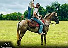 Walkaloosa - Horse for Sale in Unionville, TN 37180