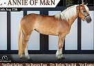 Haflinger - Horse for Sale in Shipshewana, IN 46565