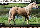 Missouri Fox Trotter - Horse for Sale in , IN 46953