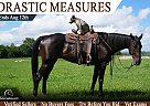 Thoroughbred - Horse for Sale in Bowling Green, KY 42102