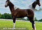 Tennessee Walking - Horse for Sale in , TN 37091