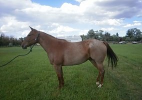 Rope (Quarter Horse, Mare) in Casper, WY