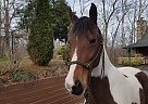 Saddlebred - Horse for Sale in Blue Ridge, GA 30513 Saddlebred - Horse for Sale in Blue Ridge, GA 30513