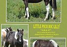 Smart Little Lena/Qt Poco Streke... Paint Mare