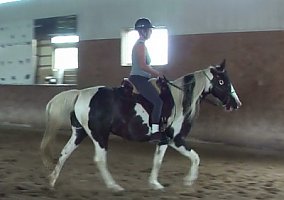 Tennessee Walking (Tennessee Walking, Mare) in Hampshire, IL