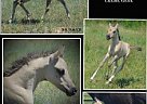 Stunning, Homozygous Black Half Arabian Mare