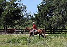 Quarter Horse - Horse for Sale in Washington, TX 77880