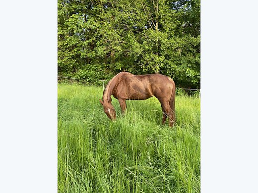 Tennessee Walker Mare