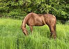 Tennessee Walking - Horse for Sale in Longview, WA 98632