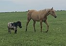 Blue boy - Stallion in Richmond, KS Blue boy - Stallion in Richmond, KS