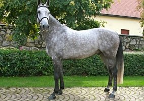 Warmblood (Warmblood, Gelding)