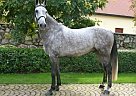 Dutch Warmblood - Horse for Sale in Ceske Budejovice,  370 01