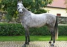 Dutch Warmblood - Horse for Sale in Ceske Budejovice, 370 01 Dutch Warmblood - Horse for Sale in Ceske Budejovice, 370 01