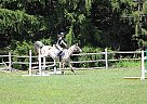 Appaloosa for Sale Chili