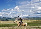 Dream Family Gaited Morgan Jaggers