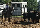 2014 AQHA Grey Mare Nu Olena CD