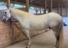 Rooster - Gelding in Palmyra, PA Rooster - Gelding in Palmyra, PA