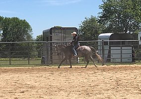 Quarter Horse (Quarter Horse, Mare) in Rochester, MA