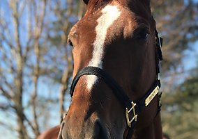 Appaloosa (Appaloosa, Mare) in Palmyra, PA
