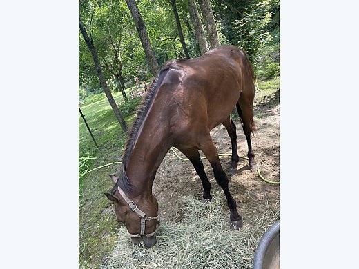 2yr old Thoroughbred Gelding