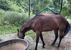 Thoroughbred (Thoroughbred, Gelding) in Garnavillo, IA