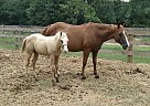 Quarter Horse - Horse for Sale in Anniston, AL 36201