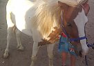 Miniature - Horse for Sale in Kingman, AZ 86401