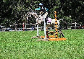 Appaloosa (Appaloosa, Gelding) in Sigel, PA